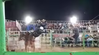 Jinete hospitalizado tras accidente en jaripeo de Bécal