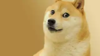 Seis años atrás, Facebook nos regaló una de las expresiones que hoy en día son más utilizadas para referirse a los amigos peludos de cuatro patas