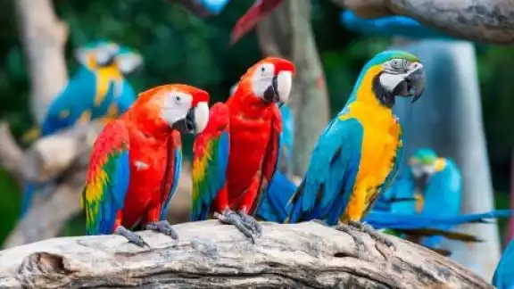 Pese a que los loros no poseen cuerdas vocales, existen varias especies de estos animalitos que logran hablar Pese a que los loros no poseen cuerdas vocales, existen varias especies de estos animalitos que logran hablar