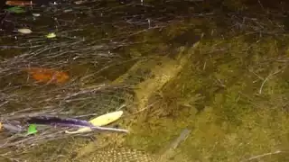 El puerto de Sisal se encuentra en norponiente del Estado de Yucatán