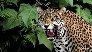 Panthera onca es el nombre científico de este felino