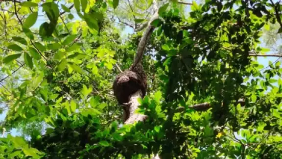 El reporte del panal de abejas causaron molestias entre los chetumaleños El reporte del panal de abejas causaron molestias entre los chetumaleños