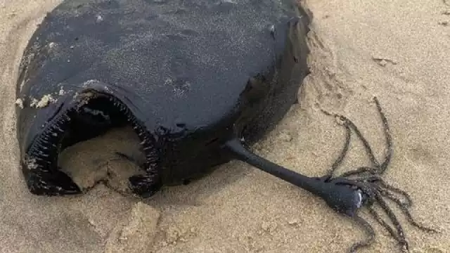 El pez de aspecto extraño fue hallado en la playa