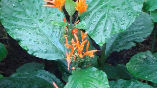 El muicle es una planta con una multitud de propiedades terapéuticas