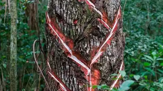 El arbol de Chicozapote por miles de años fue tratado para obtener la resina blanca la cual era utilizada para crear el chicle