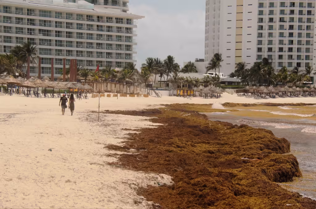 Puerto Morelos convierte el sargazo en una oportunidad económica