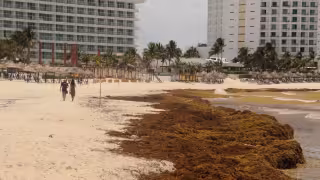 Entra en vigor Polo de Economía Circular en Puerto Morelos para aprovechar el sargazo