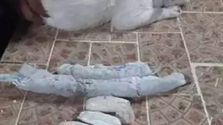 el gato fue entregado a una fundación defensora de los animales