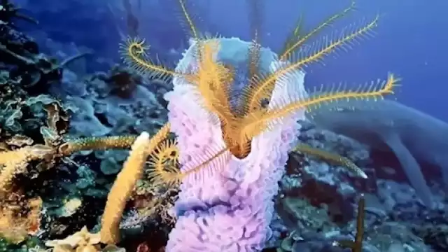 Loss arrecifes han experimentado eventos consecutivos de blanqueamiento desde 2015