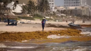 Sargazo deja playas del Caribe Mexicano semivacías en plena temporada vacacional