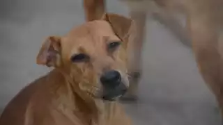   “Las coquetas no son suficientes”: Veterinario de Yucatán da cinco recomendaciones sobre como alimentar a los perros   