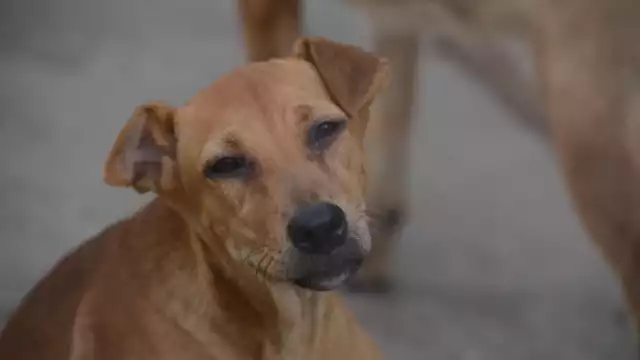 Perros deben de mantener una alimentación balanceada