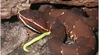 Víbora cola de hueso y otras serpientes venenosas de Yucatán