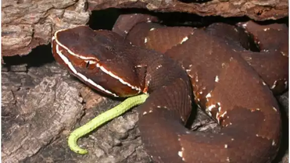 Es muy común que existan diversos mitos aunados a estos animales