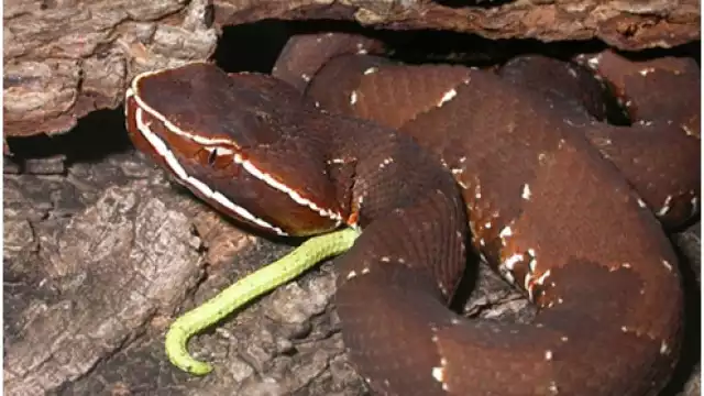 Es muy común que existan diversos mitos aunados a estos animales