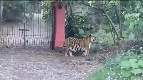 El tigre caminaba por carreteras de Jalisco