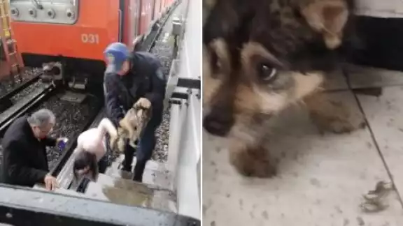 El rescate ocurrió en la Línea B que corre de Ciudad Azteca hacia Buenavista El rescate ocurrió en la Línea B que corre de Ciudad Azteca hacia Buenavista