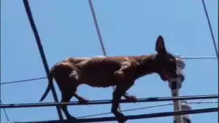 Perro trapecista en Chihuahua es captado en acción