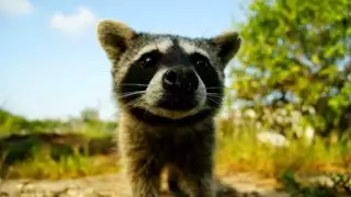 Recibe el nombre de Mapache enano, pero es mejor conocido como Mapache de Cozumel