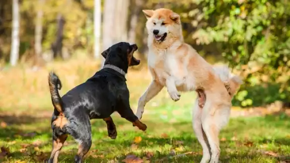 Las mascotas son el espíritu de muchos hogares Las mascotas son el espíritu de muchos hogares