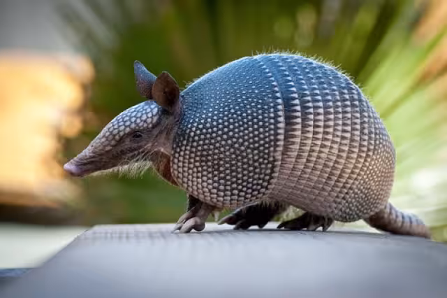 Los habitantes comentan que desde hace poco más de cinco años, ya no se ven armadillos por la zona