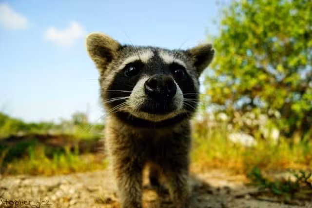 Recibe el nombre de Mapache enano, pero es mejor conocido como Mapache de Cozumel