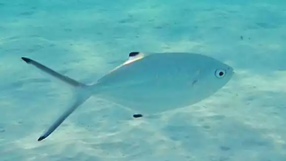 La palometa es un gran depredador, carnívoro y se alimenta de peces y otros animales marinos
