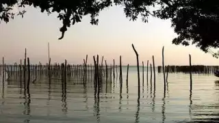 Trágico: Pescador muere ahogado y es atacado por lagartos en laguna de Escárcega   