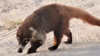 El nombre científico del coatí isleño es 'Nasua nelson', una especie en peligro de extinción