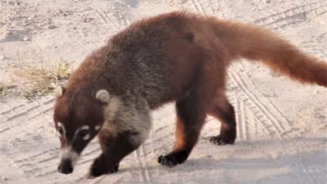 Los bomberos sospechan que el coatí capturado en Guadalajara salió de una de la viviendas de la Colonia El Betel