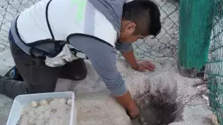 Campamentos tortugueros inician labores para proteger la anidación en Campeche