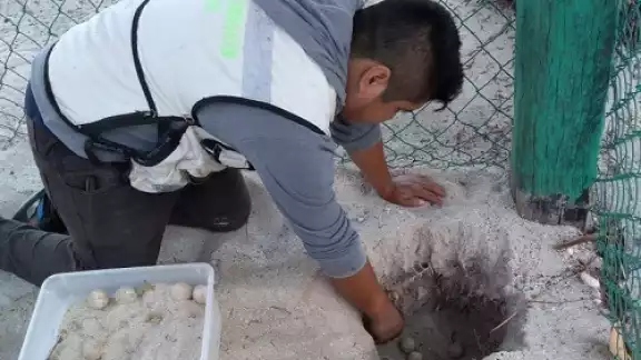Fuerte onda de calor y erosión amenazan a tortugas marinas en Campeche Fuerte onda de calor y erosión amenazan a tortugas marinas en Campeche
