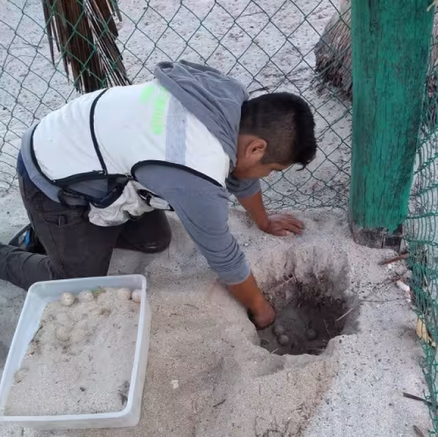Fuerte onda de calor y erosión amenazan a tortugas marinas en Campeche