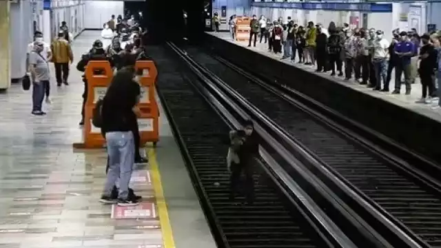 El perrito llegó a las vías, luego de que se le soltó a su dueña. Foto:Captura de pantalla