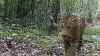 Para ayudar a la protección de dichas criaturas, la ONG BWILD México, no reveló la ubicación exacta en la que fueron avistados