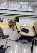 El binomio canino logró detectar las drogas que eran transportadas en la silla de ruedas.