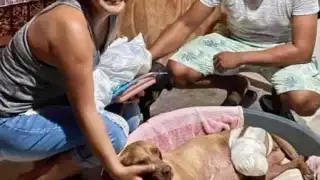 Macha, fue atacada en días pasados por un cocodrilo en la comunidad pesquera de Xcalak