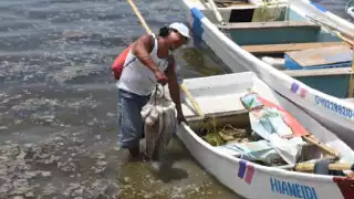 La mayor parte del producto que se vende en la Entidad se ha obtenido de la franja marítima entre Isla Arena y Celestún