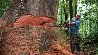 La caoba es una de las especies de árboles más valiosas del trópico mexicano