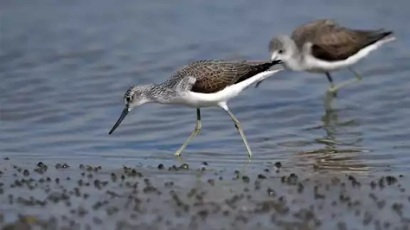 Las aves de playa se caracterizan generalmente por su capacidad de volar grandes distancias hacia sus lugares de reproducción Las aves de playa se caracterizan generalmente por su capacidad de volar grandes distancias hacia sus lugares de reproducción