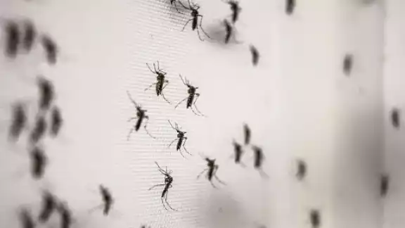 Un mosquitero te protegerá por las noche y mantendrá los mosquitos fuera de tus sueños Un mosquitero te protegerá por las noche y mantendrá los mosquitos fuera de tus sueños