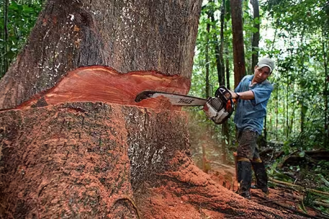 La caoba es una de las especies de árboles más valiosas del trópico mexicano