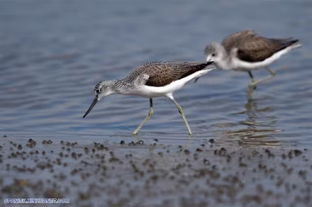 Las aves de playa se caracterizan generalmente por su capacidad de volar grandes distancias hacia sus lugares de reproducción