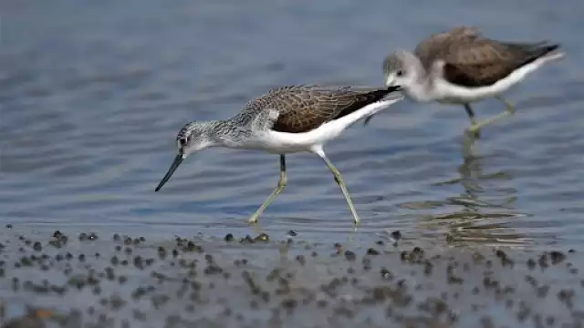 Las aves de playa se caracterizan generalmente por su capacidad de volar grandes distancias hacia sus lugares de reproducción