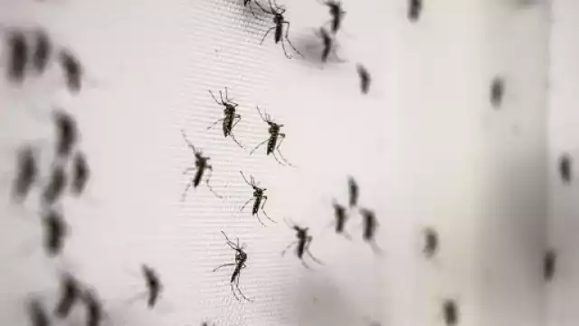 Evita que los mosquitos afecten a tu familia con estas cinco plantas fáciles de cultivar