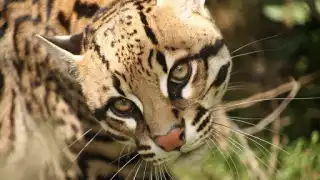 Ocelote: Conoce cinco cosas sobre este felino en peligro de extinción