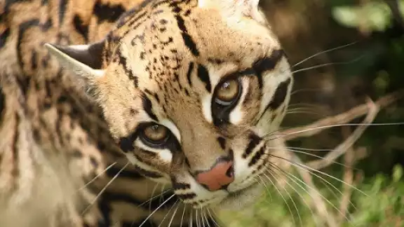 Al igual que otras especies de esta familia, son solitarios la mayor parte de su vida Al igual que otras especies de esta familia, son solitarios la mayor parte de su vida