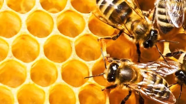 Día mundial de las abejas…Sin ellas no hay vida
