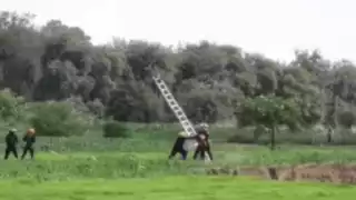 Rescatistas intentan sacar a los perros