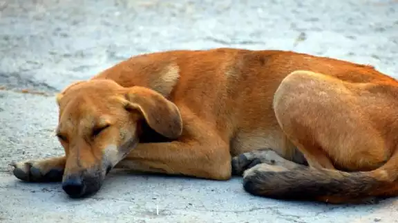 Las sanciones por maltrato animal llegan hasta los 10 años de cárcel